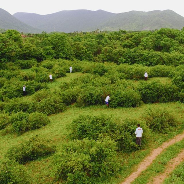 polpas-de-frutas-portugal-2