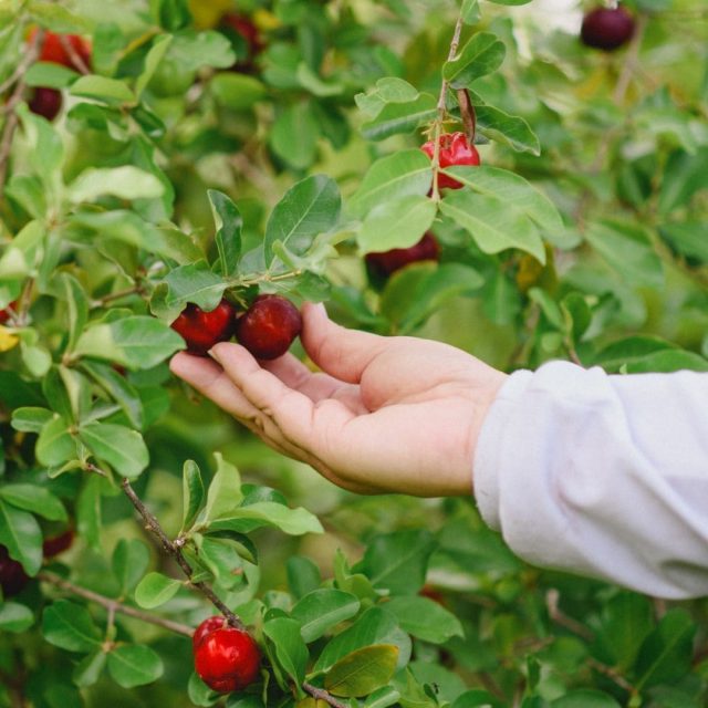 polpas-de-frutas-portugal-3